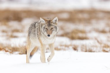 Karlı bir arazide yürüyen çakal.