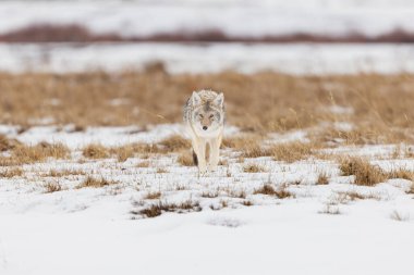Karlı bir arazide Çimlerde Yürüyen Çakal