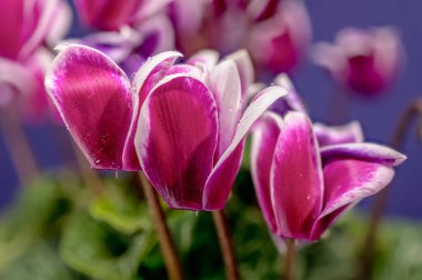 Canlı Magenta ve Beyaz Siklamen Çiçekleri Mavi Arkaplan
