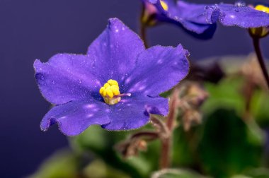 Koyu Mor Afrika Menekşeleri Karanlık Arkaplanda Çiğ Damlaları