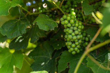 Yaz şaraba üzüm bağlayan günışığı üzümü.