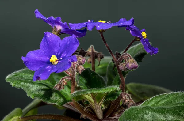 Karanlık Arkaplanda Benekli Afrika Menekşeleri