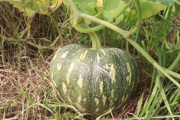 çiftlikte hasat için kabak bitkisi