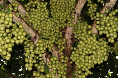 Ağacın üzerindeki lezzetli Baccaurea motleyana