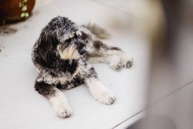Golden Doodle San Diego 'da verandada yatıyor.