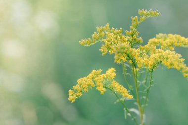 Sarı kır çiçekleri yumuşak yeşil arka planda açarlar.