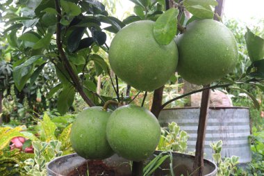 Çiftlikteki ağaçta Pomelo