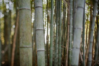 Yoğun bambu ormanı doğal olarak büyüyor.