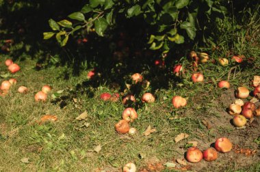 Meyve ağaçlarının altındaki çimlere saçılmış çürük elmalar.