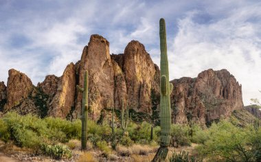 Dağlık çöl manzarasında Saguaro kaktüsü