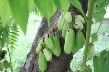 Averrhoa bilimbi hasat için ağaçta