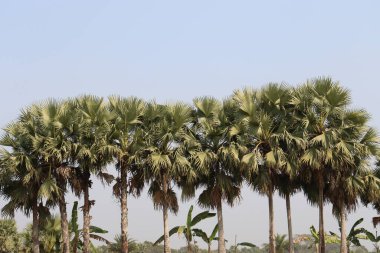 Palmira palmiyesi tarlada