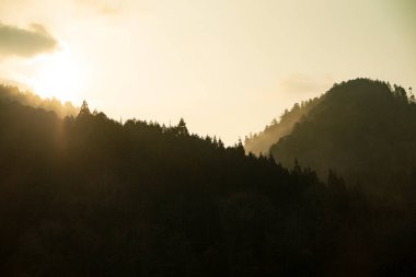 Sıcak siste katmanlı ağaç tepelerinin rüya gibi manzarası