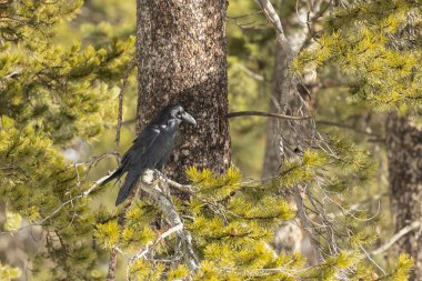 Kuzgun, Yoğun Ormandaki Çam Ağacı 'nın yanında tünemiş.