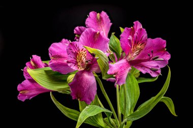 Güzel Pembe Alstroemeria Perulu Zambak Çiçekleri Siyah Arkaplanda