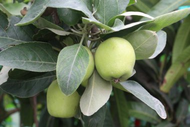 Tarlada hasat için ağaçtaki yeşil elma