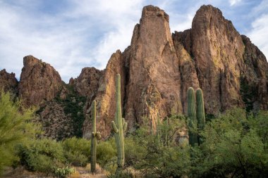 Engebeli çöl manzarasında Saguaro kaktüsü