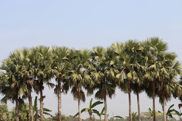 Palmira palmiyesi tarlada