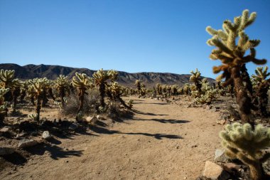 Güneşli çöl yolu açık mavi gökyüzünün altında kaktüsle kaplı.