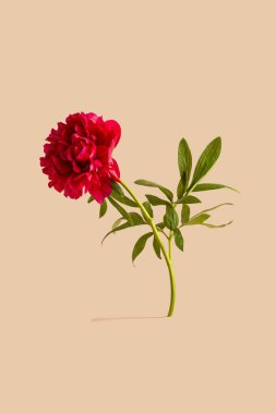 Çiçek açan kırmızı şakayık çiçeği