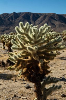 Kurak çöl manzarasında kolla kaktüsü yakın.