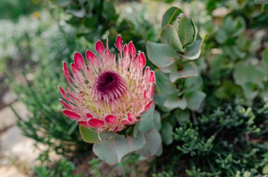 Yeşil yapraklı bir bahçede açan parlak pembe protea çiçeği.