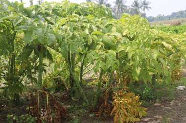 Ormandaki amorfofallus bulbifer bitkisi