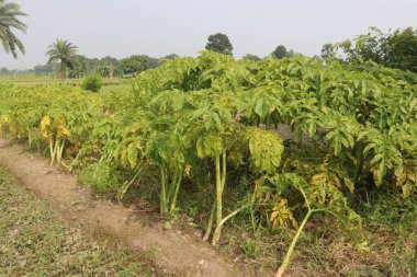 Ormandaki amorfofallus bulbifer bitkisi