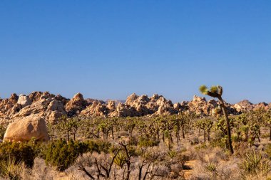 Geniş bir çölde bükülmüş Joshua ağaçları berrak mavi gökyüzünün altında