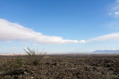 Ocotillo fabrikası Anza-Borrego Eyalet Parkı 'nın kuru açık çölünde.