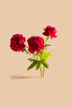 Üç buket kırmızı şakayık çiçeği izole edilmiş