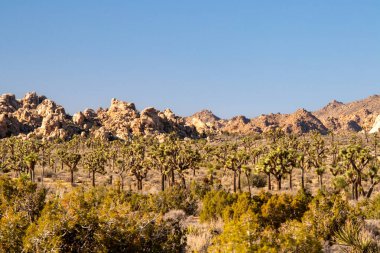 Yoğun Joshua ağaçları kayalık tepelerin altında kurak çöller boyunca uzanır.
