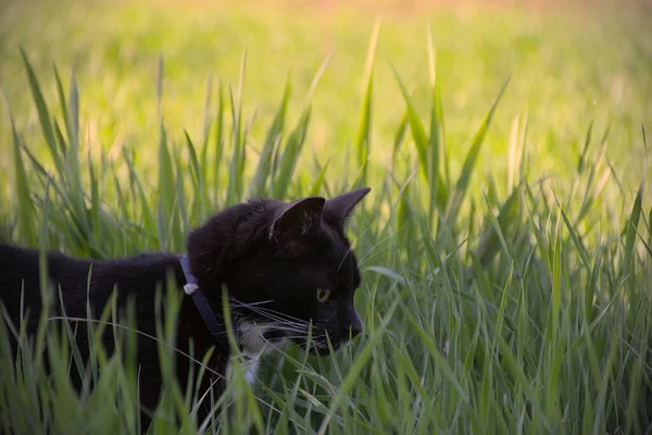 Kara Kedi Uzun Çimenlerde Saklanıyor
