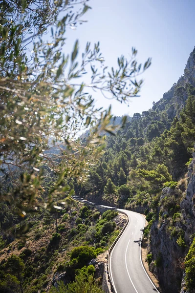 Mallorca 'daki ormanlık yamaçtan geçen sarmal dağ yolu.