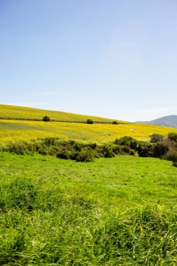 Altın kanola alanları çiçek açtı