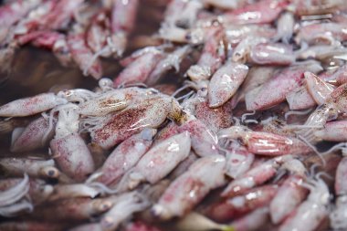 Soğuk suya batırılmış taze mürekkep balığı.