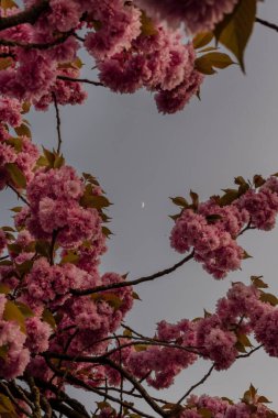 Alacakaranlıkta Ay 'ı Çerçeveleyen Kiraz Çiçekleri