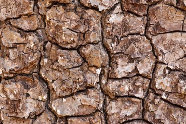 Kaba desenli ağaç kabuğu, derin çatlaklar ve katmanlı bir görünüş.