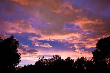 Pine Siluetleri ile Panoramik Günbatımı Gökyüzü