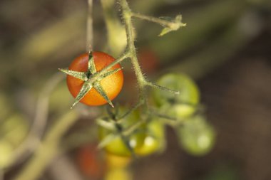 Üzüm üzümünde kırmızı kiraz domatesi