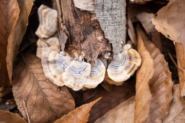 Ağaç kabuğunda yetişen mantarlar yapraklarla çevrili.