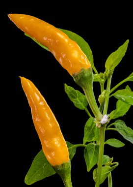 Siyah üzerine su damlaları olan iki canlı sarı biber.