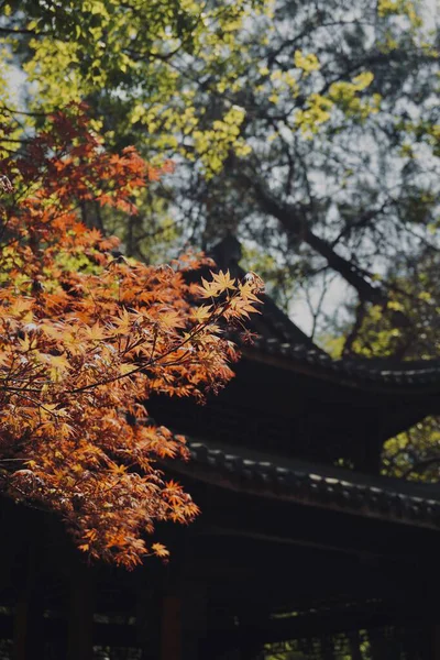 Çin Tapınağı ve kırmızı akçaağaç ağaçları