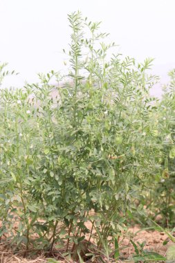 Mercimek çiftlikte hasat için.