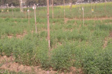 Mercimek çiftlikte hasat için.