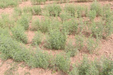 Mercimek çiftlikte hasat için.