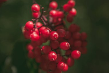 Parlak bir kırmızı mürver kümesi yakın plan bir yeşile karşı.