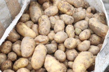 Satılık patatesler nakit mahsullerdir.