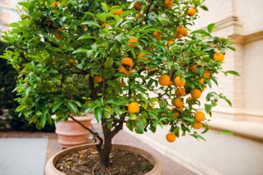 Roma Avlusunda Portakal Ağacı, İtalya, Roma