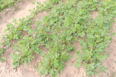 Fıstık ağacının çiftlikteki yakın çekimi nakit ürünüdür.